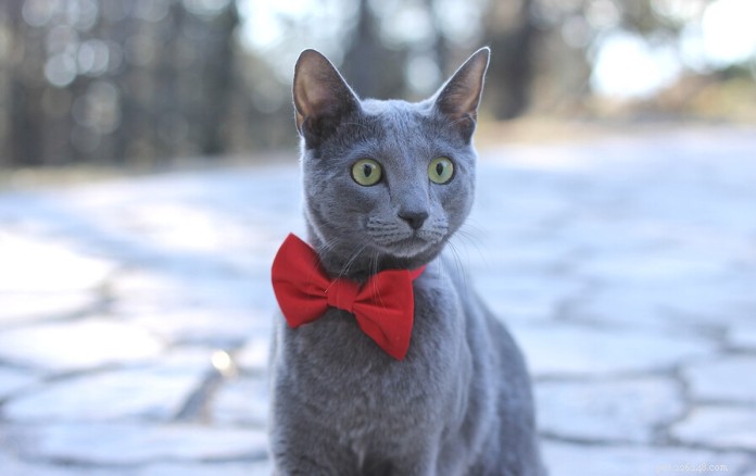 Discover 11 Charming Cat Breeds in Singapore for Your Future Companion