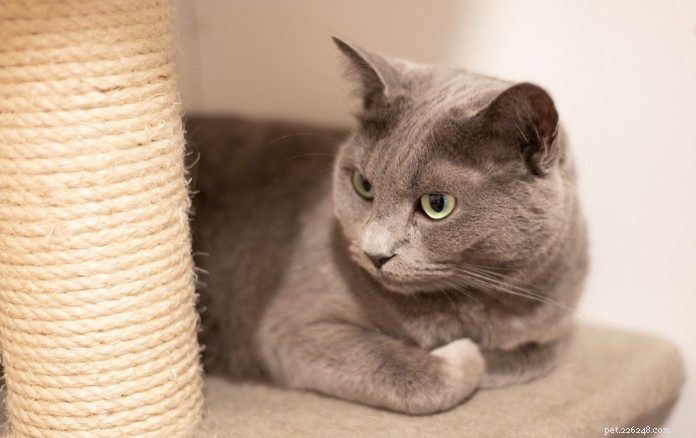 Discover 11 Charming Cat Breeds in Singapore for Your Future Companion