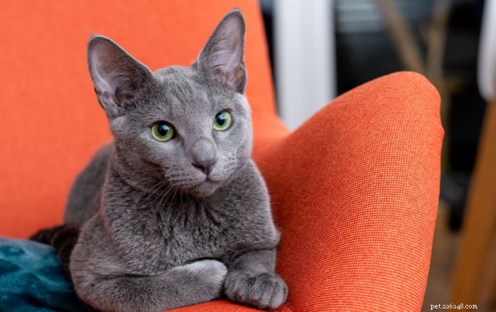 Discover 11 Charming Cat Breeds in Singapore for Your Future Companion