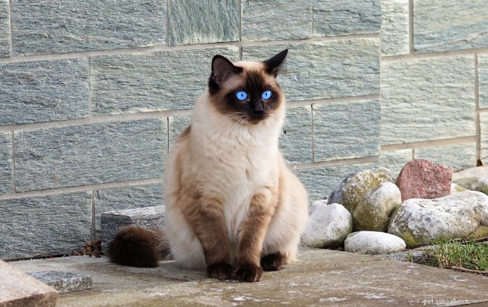 Discover 11 Charming Cat Breeds in Singapore for Your Future Companion