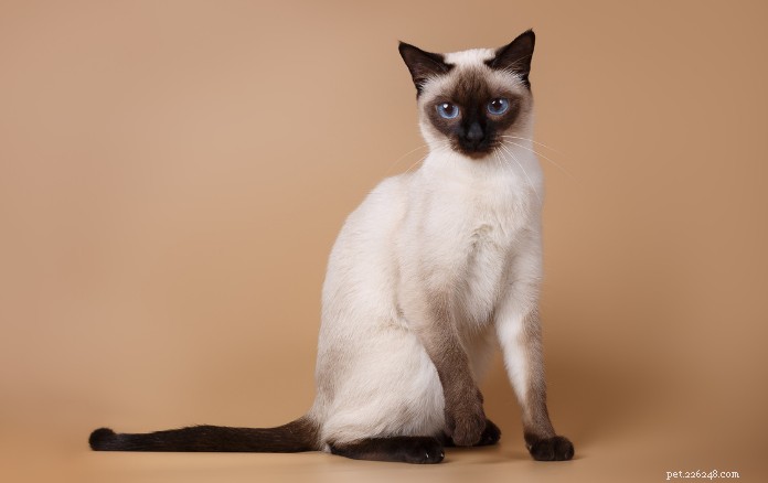 Discover 11 Charming Cat Breeds in Singapore for Your Future Companion