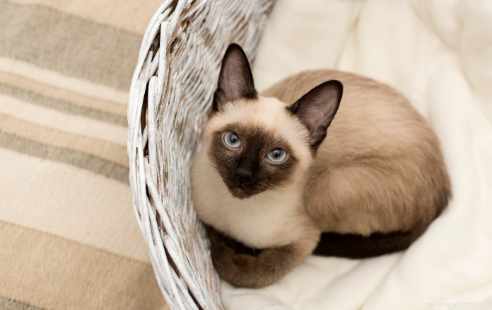 Discover 11 Charming Cat Breeds in Singapore for Your Future Companion