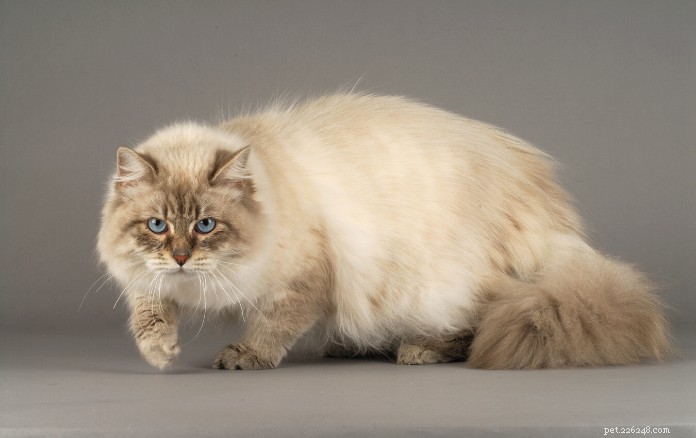 Discover 11 Charming Cat Breeds in Singapore for Your Future Companion