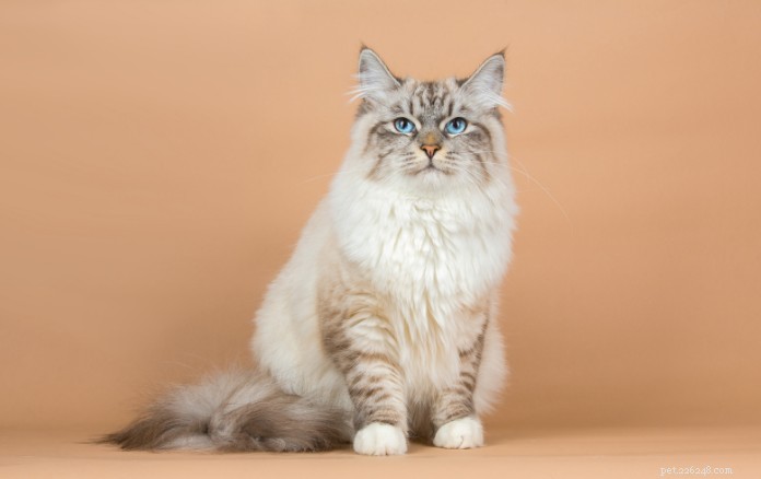 Discover 11 Charming Cat Breeds in Singapore for Your Future Companion