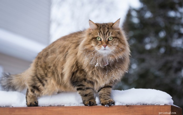 Discover 11 Charming Cat Breeds in Singapore for Your Future Companion