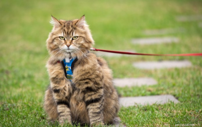 Discover 11 Charming Cat Breeds in Singapore for Your Future Companion