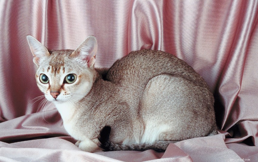Discover 11 Charming Cat Breeds in Singapore for Your Future Companion