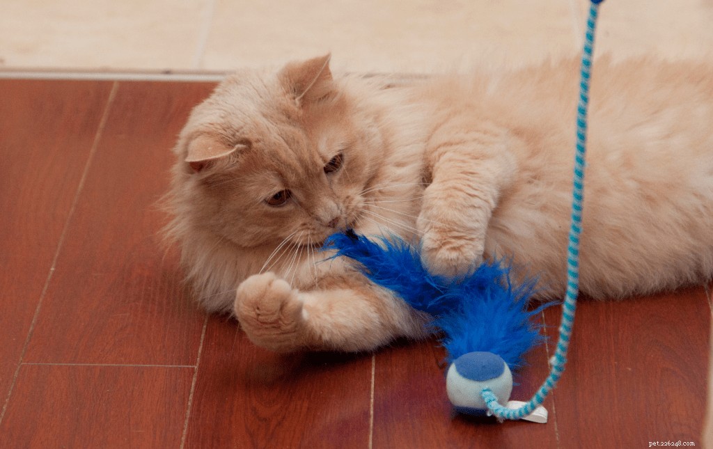 Decoding Your Cat’s Tail Wag: What It Means & How to Keep Your Feline Comfortable