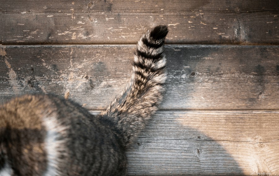 Decoding Your Cat’s Tail Wag: What It Means & How to Keep Your Feline Comfortable