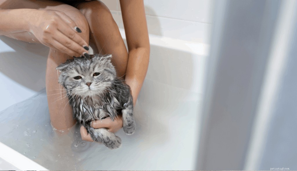 Expert Guide: How to Bathe Your Cat Safely & Stress‑Free