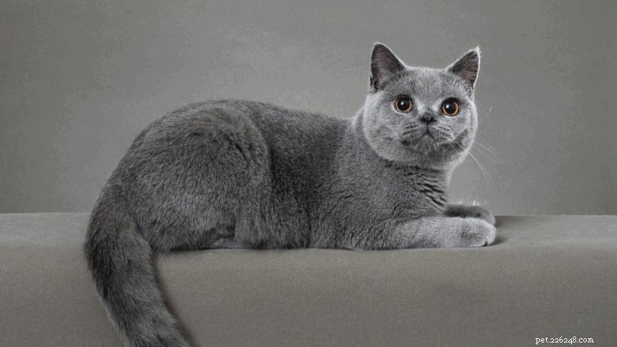 Your Complete Guide to Owning and Caring for a British Shorthair in Singapore