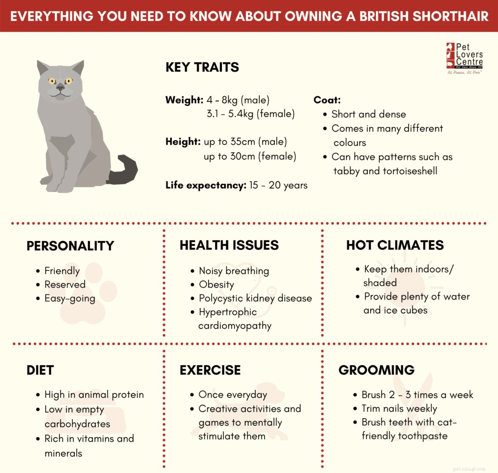Your Complete Guide to Owning and Caring for a British Shorthair in Singapore