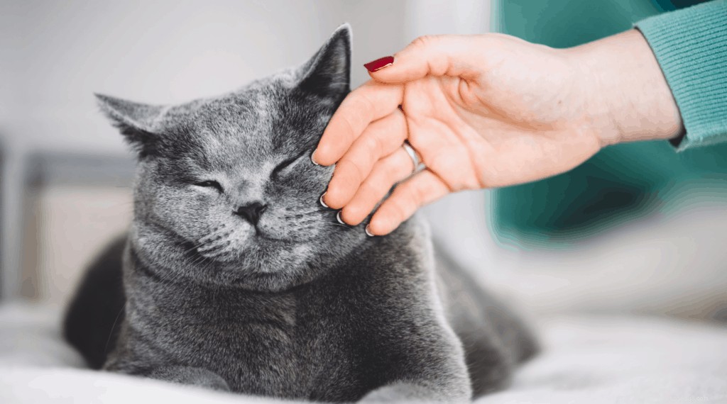 Your Complete Guide to Owning and Caring for a British Shorthair in Singapore