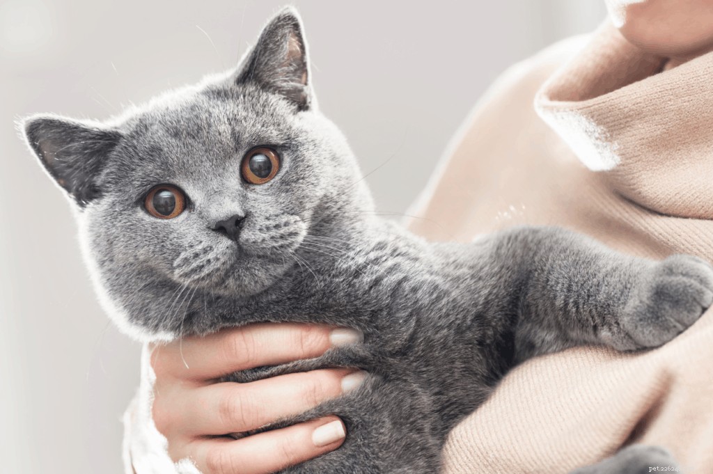 Your Complete Guide to Owning and Caring for a British Shorthair in Singapore