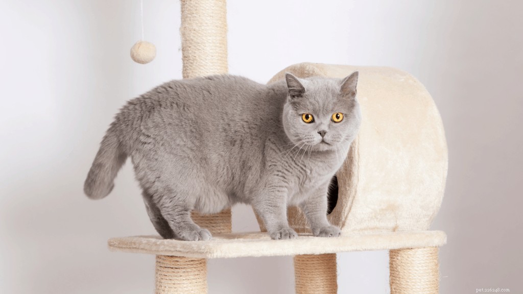 Your Complete Guide to Owning and Caring for a British Shorthair in Singapore