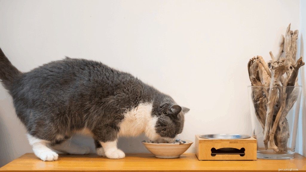 Your Complete Guide to Owning and Caring for a British Shorthair in Singapore