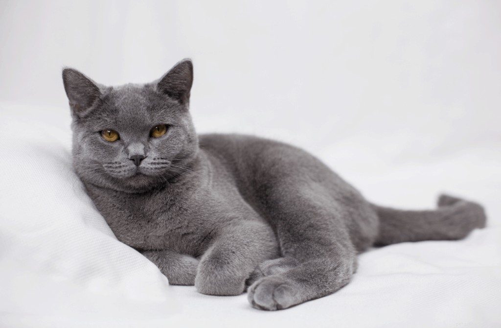 Your Complete Guide to Owning and Caring for a British Shorthair in Singapore