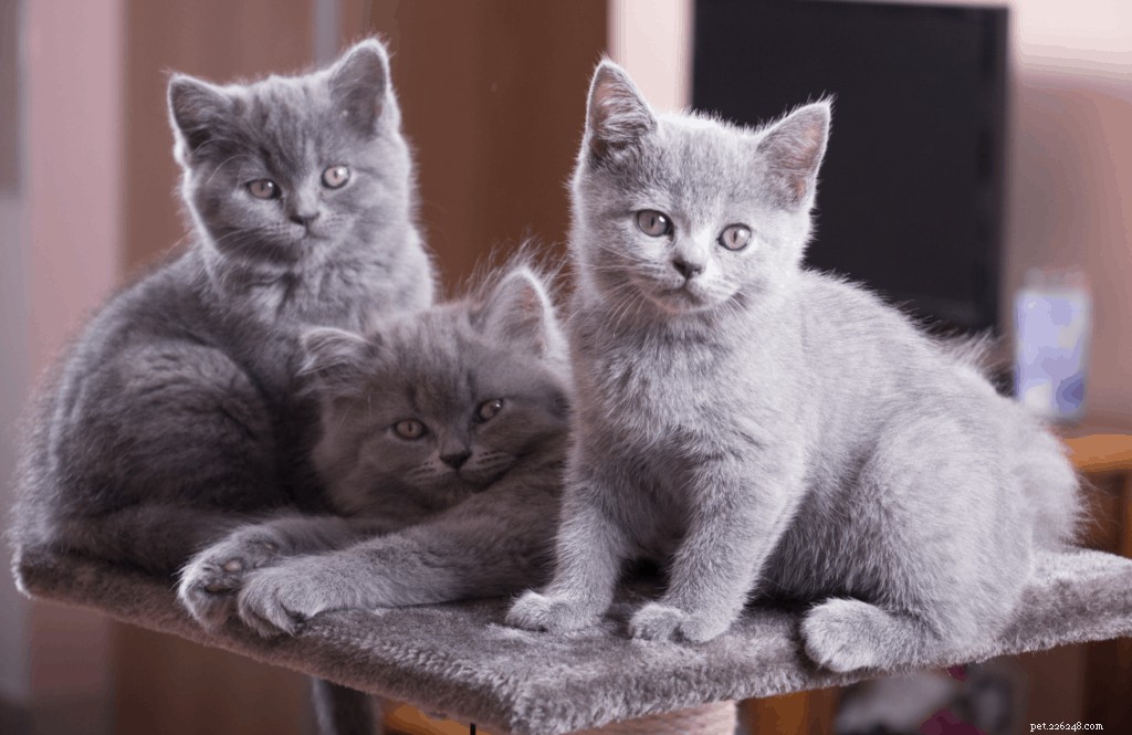 Your Complete Guide to Owning and Caring for a British Shorthair in Singapore