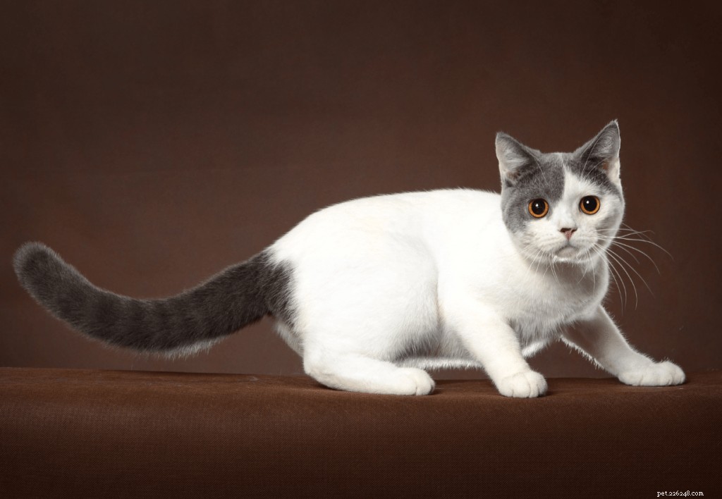 Your Complete Guide to Owning and Caring for a British Shorthair in Singapore