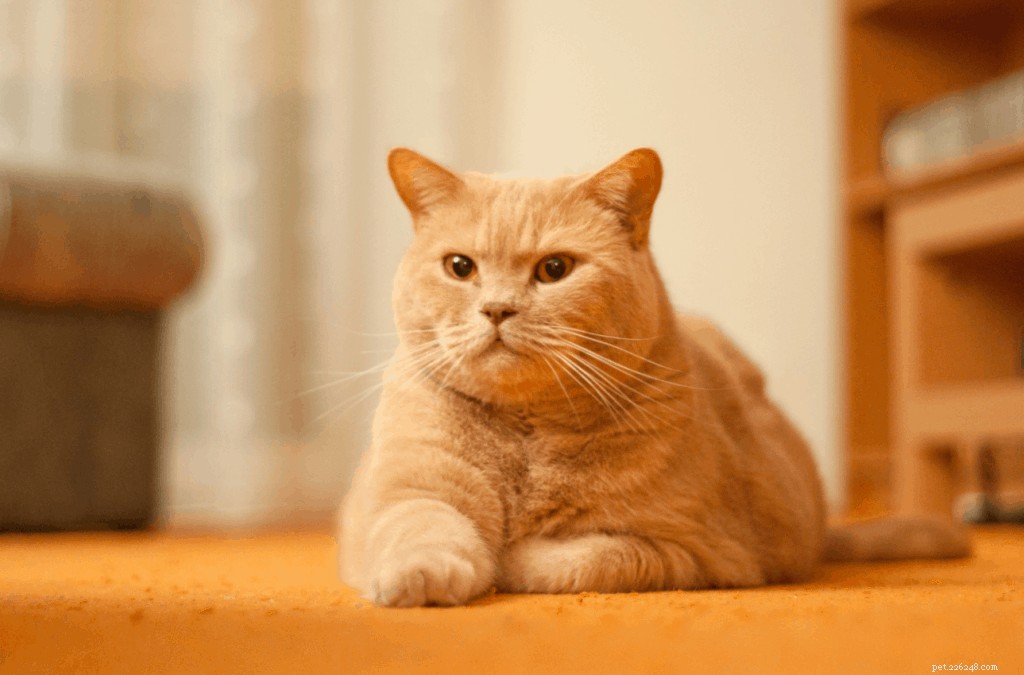 Your Complete Guide to Owning and Caring for a British Shorthair in Singapore