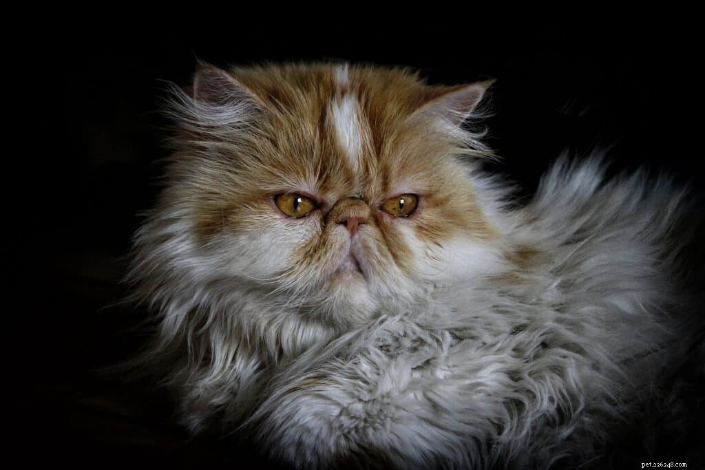Understanding Cat Snoring: Causes, Symptoms, and Vet-Recommended Treatments