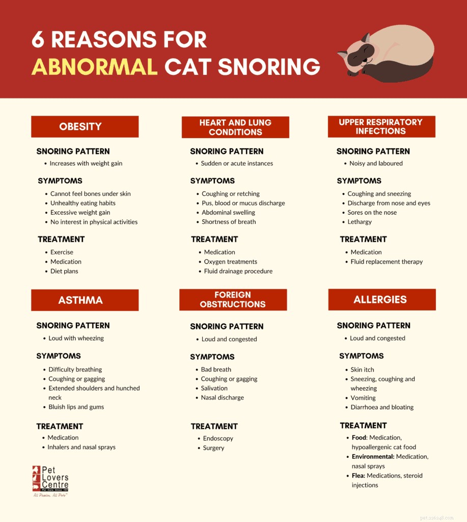 Understanding Cat Snoring: Causes, Symptoms, and Vet-Recommended Treatments