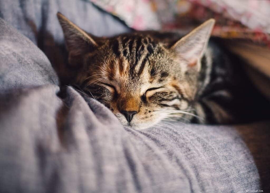 Understanding Cat Snoring: Causes, Symptoms, and Vet-Recommended Treatments