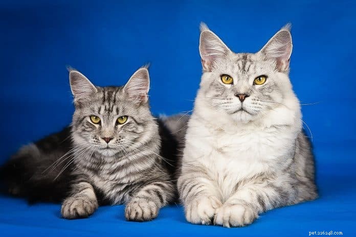 The Ultimate Guide to Caring for a Maine Coon Cat in Singapore