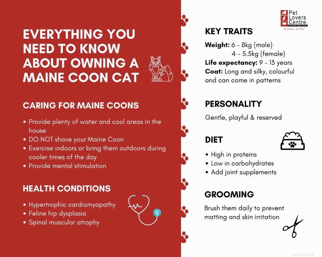 The Ultimate Guide to Caring for a Maine Coon Cat in Singapore