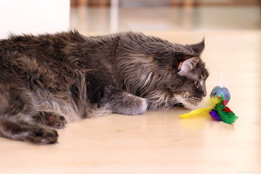 The Ultimate Guide to Caring for a Maine Coon Cat in Singapore