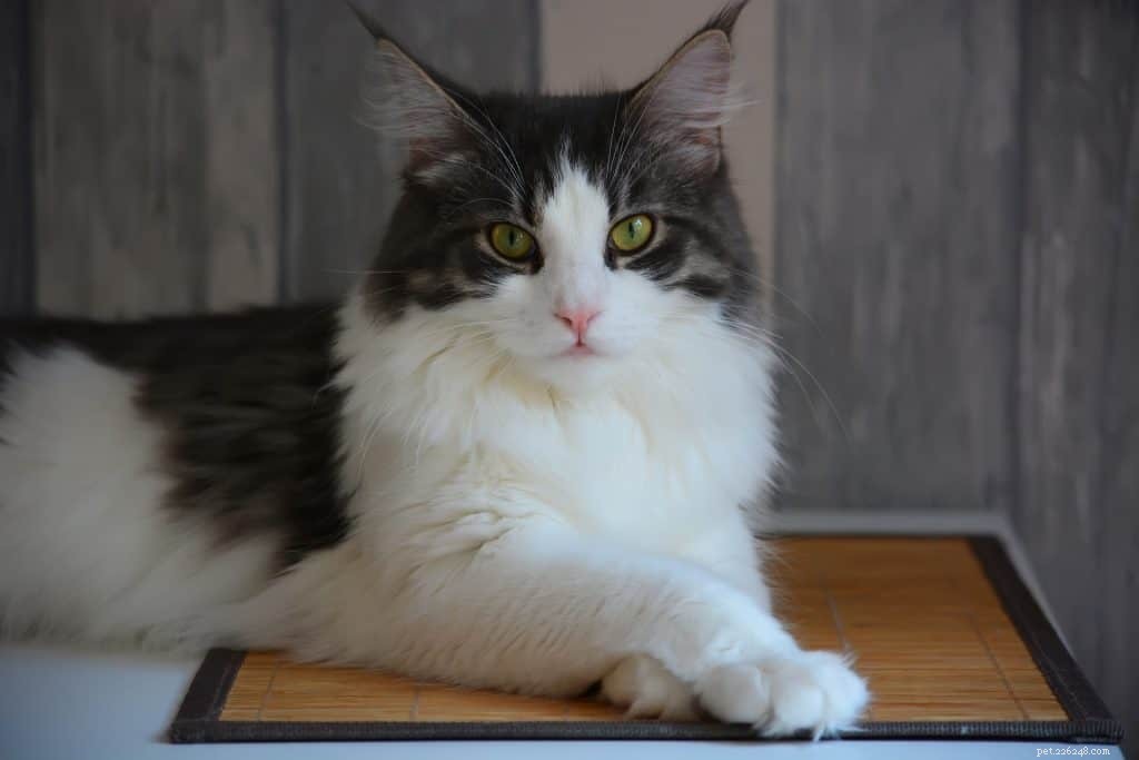 The Ultimate Guide to Caring for a Maine Coon Cat in Singapore