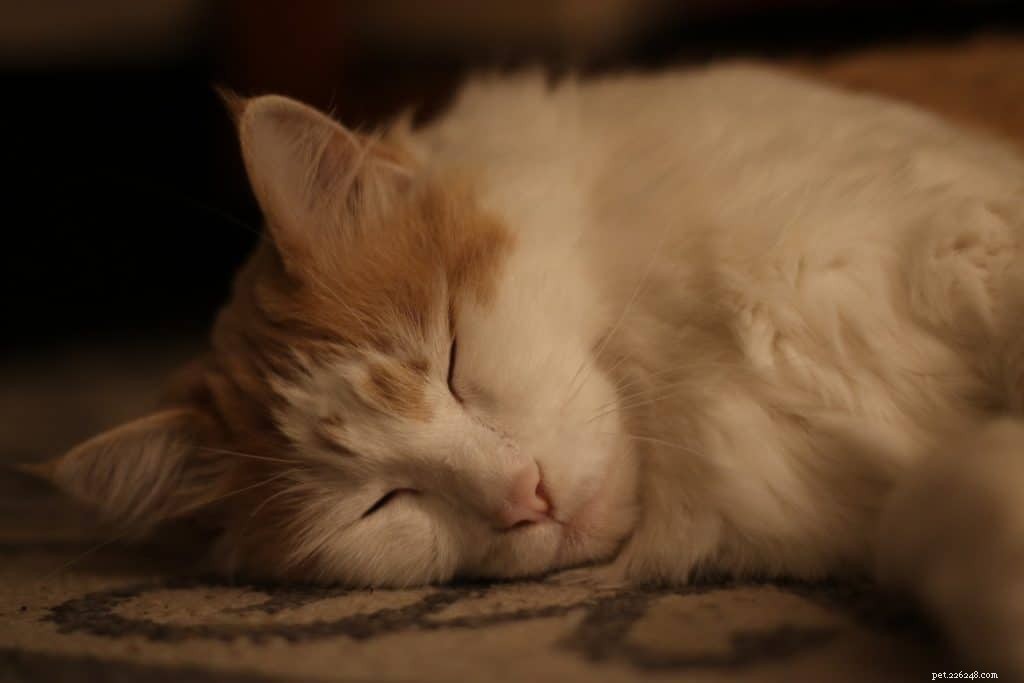 The Ultimate Guide to Caring for a Maine Coon Cat in Singapore