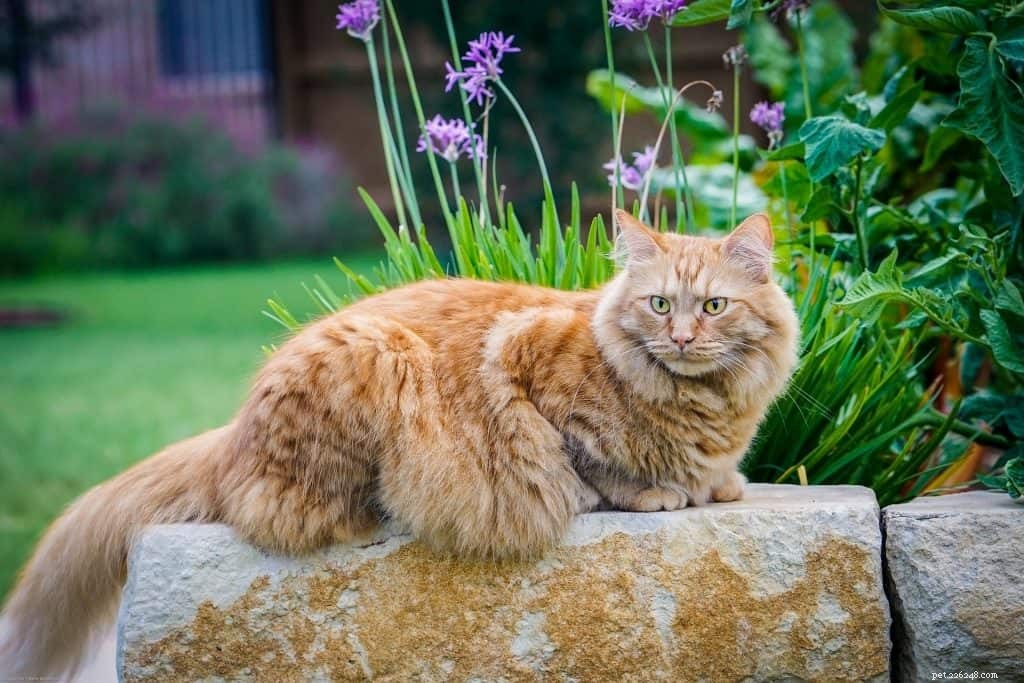 The Ultimate Guide to Caring for a Maine Coon Cat in Singapore
