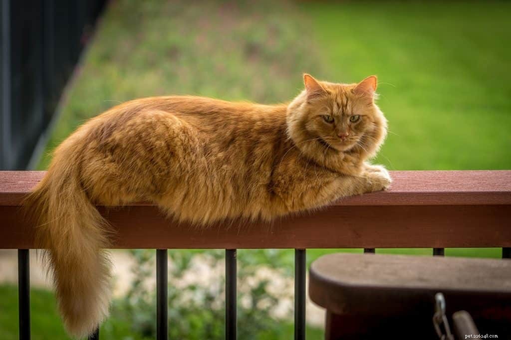 The Ultimate Guide to Caring for a Maine Coon Cat in Singapore