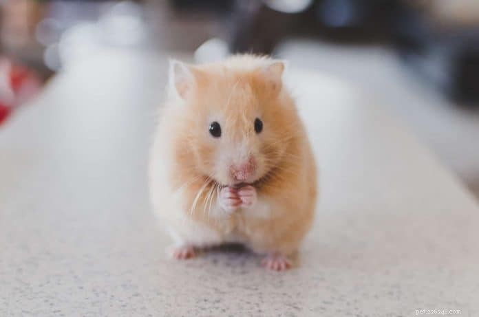 Discover the Best 5 Platforms to Adopt a Hamster in Singapore – Expert Tips & Facts