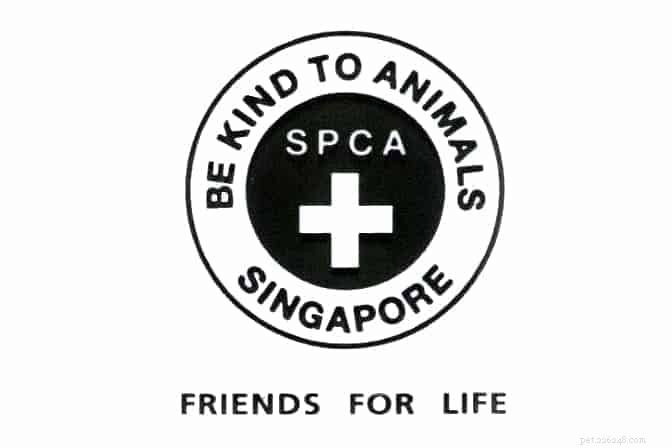Discover the Best 5 Platforms to Adopt a Hamster in Singapore – Expert Tips & Facts