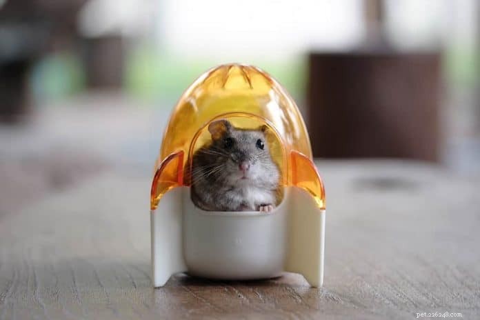 Safe & Simple Guide to Bathing Your Hamster: 5 Proven Methods