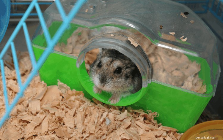 Safe & Simple Guide to Bathing Your Hamster: 5 Proven Methods