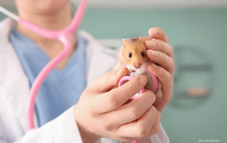 Safe & Simple Guide to Bathing Your Hamster: 5 Proven Methods