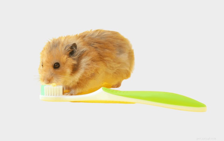 Safe & Simple Guide to Bathing Your Hamster: 5 Proven Methods