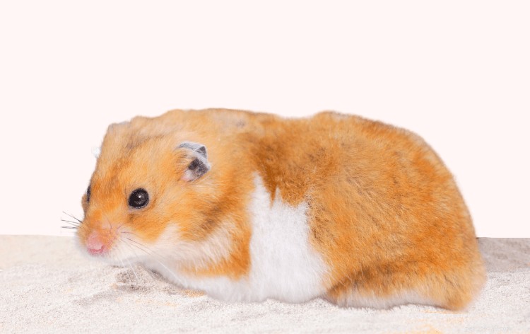 Safe & Simple Guide to Bathing Your Hamster: 5 Proven Methods