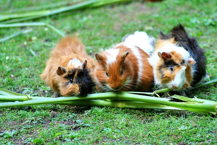 Essential Guide to Guinea Pig Skin Health: What Every Owner Must Know