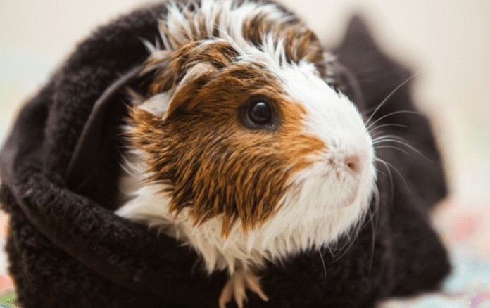 Professional Guide: Bathe Your Guinea Pig Safely with Step‑by‑Step Instructions & Care Tips