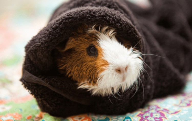 Professional Guide: Bathe Your Guinea Pig Safely with Step‑by‑Step Instructions & Care Tips