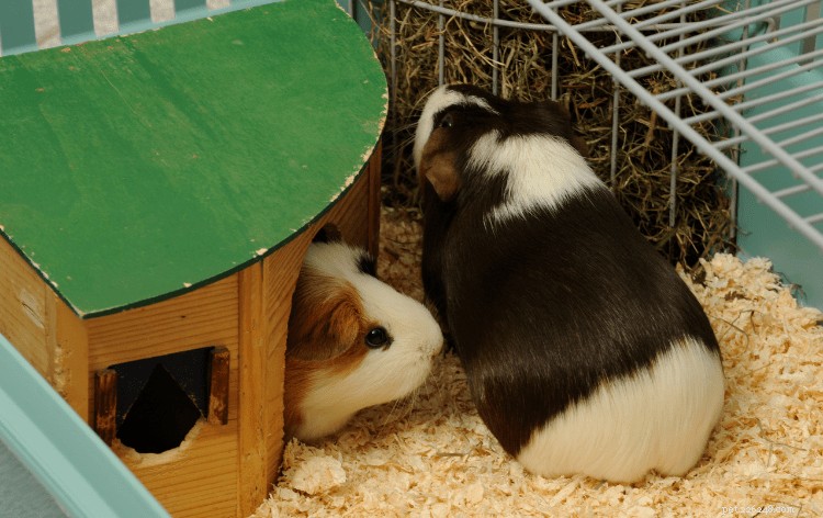 Professional Guide: Bathe Your Guinea Pig Safely with Step‑by‑Step Instructions & Care Tips