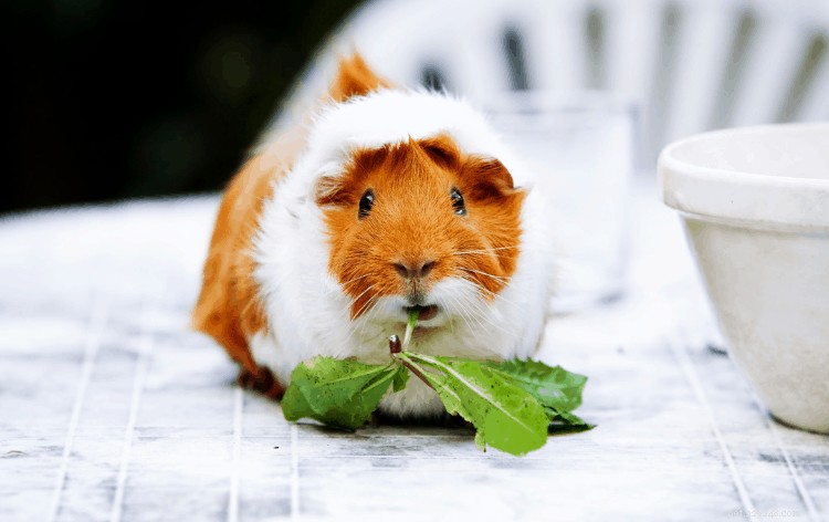 Professional Guide: Bathe Your Guinea Pig Safely with Step‑by‑Step Instructions & Care Tips