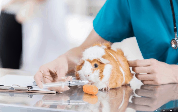 Professional Guide: Bathe Your Guinea Pig Safely with Step‑by‑Step Instructions & Care Tips