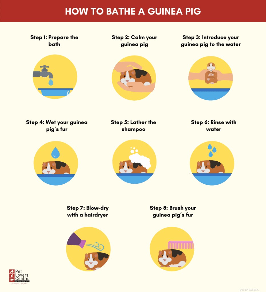 Professional Guide: Bathe Your Guinea Pig Safely with Step‑by‑Step Instructions & Care Tips
