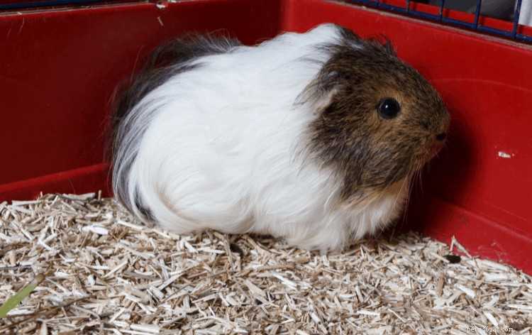 Professional Guide: Bathe Your Guinea Pig Safely with Step‑by‑Step Instructions & Care Tips