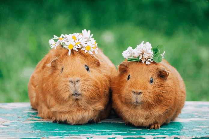 Top 11 Guinea Pig Breeds in Singapore: Personality Profiles & Expert Care Guide